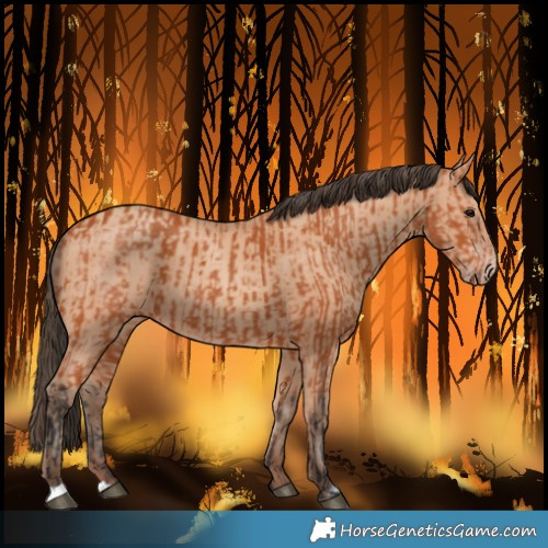 Horse Color:Bay  and Amber Champagne 
