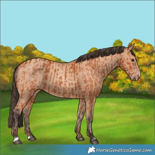 Horse Color:Bay and Amber Champagne