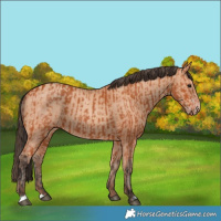 Horse Color:Bay and Amber Champagne