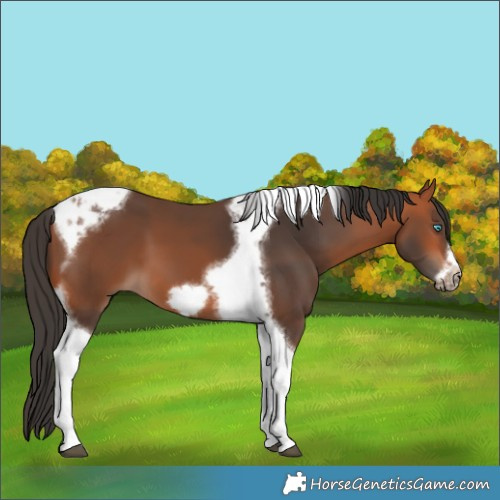 Horse Color:Bay Tobiano Frame