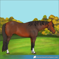 Horse Color:Bay Tobiano