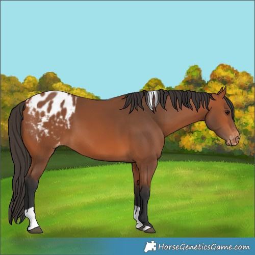 Horse Color:Bay Tobiano Blanket