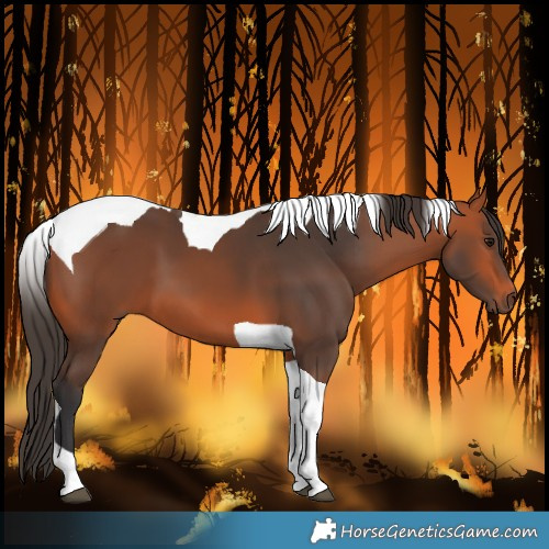 Horse Color:Bay Tobiano