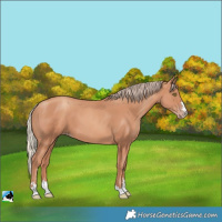Horse Color:Gold Champagne 