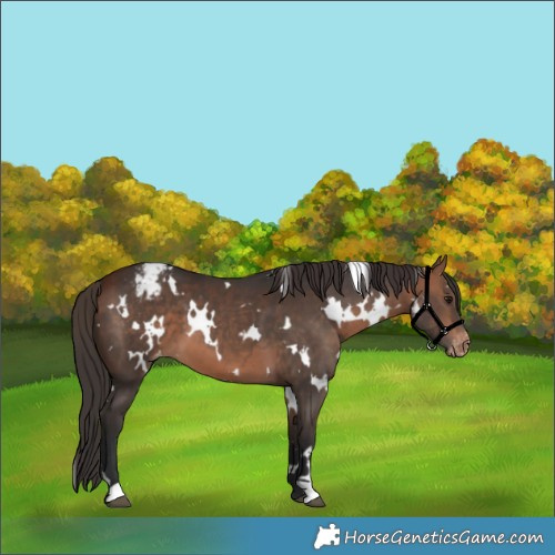 Horse Color:White Spotted Bay Snowcap 