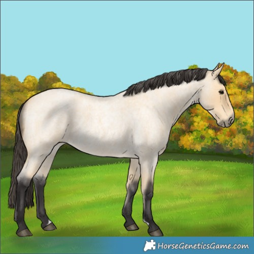 Horse Color:Buckskin Roan
