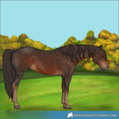 Horse Color:Liver Chestnut 