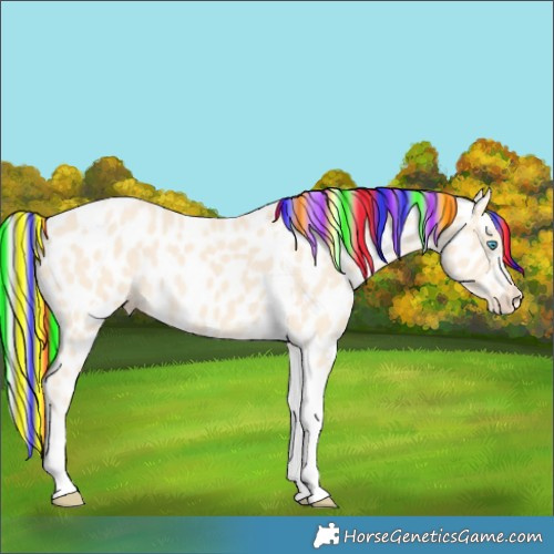 Horse Color:Painted Cremello Tobiano Appaloosa 