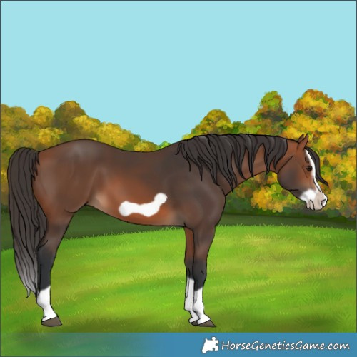 Horse Color:Bay Splash Frame 