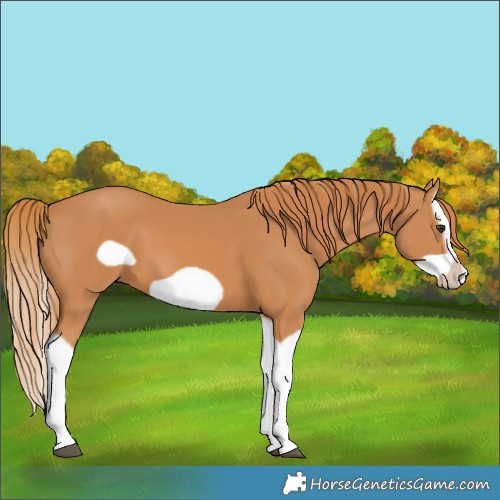 Horse Color:Chestnut Splash Frame 