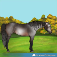 Horse Color:Gray Bay 