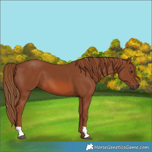 Horse Color:Chestnut 