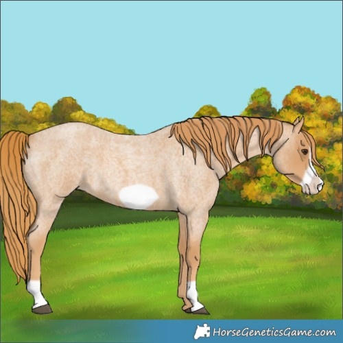 Horse Color:Red Roan Frame 