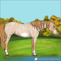 Horse Color:Red Roan Frame 