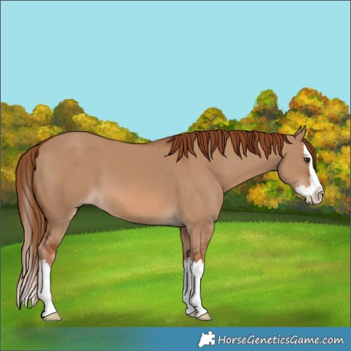 Horse Color:Unknown 
