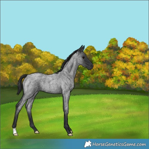 Horse Color:Blue Roan 