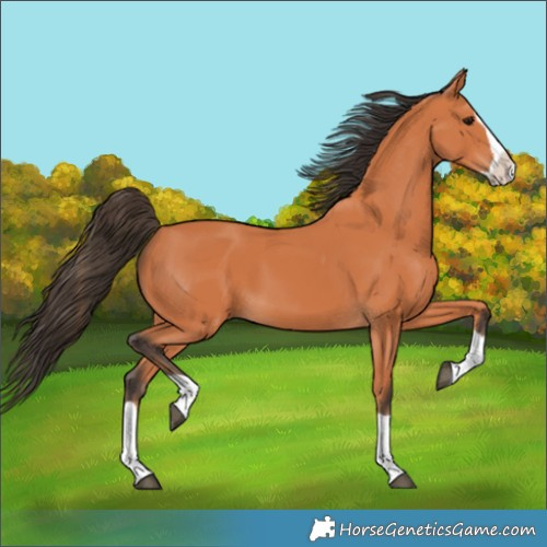 Horse Color:Bay Splash