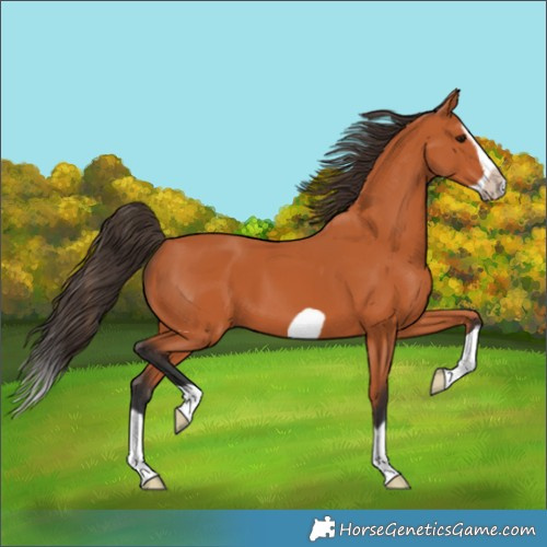 Horse Color:Bay Splash Frame 
