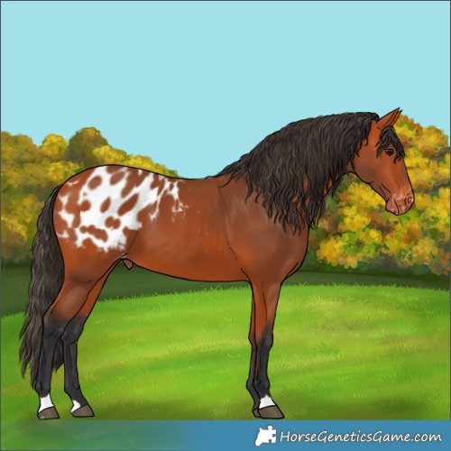 Horse Color:Bay Appaloosa