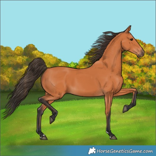 Horse Color:Bay Rabicano