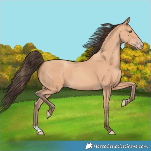 Horse Color:Amber Champagne