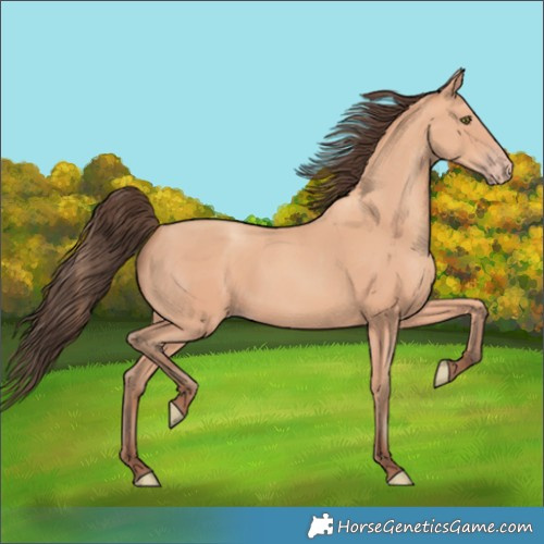 Horse Color:Amber Champagne