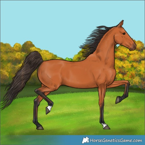 Horse Color:Bay 