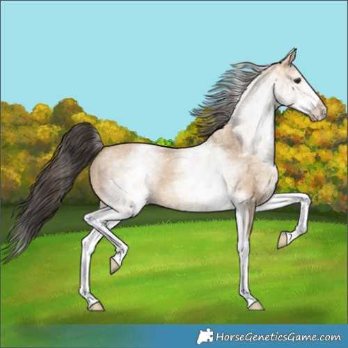Horse Color:White Spotted Bay Dun 