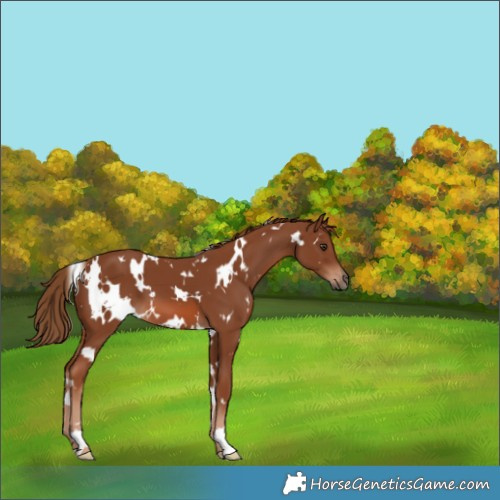 Horse Color:White Spotted Chestnut 
