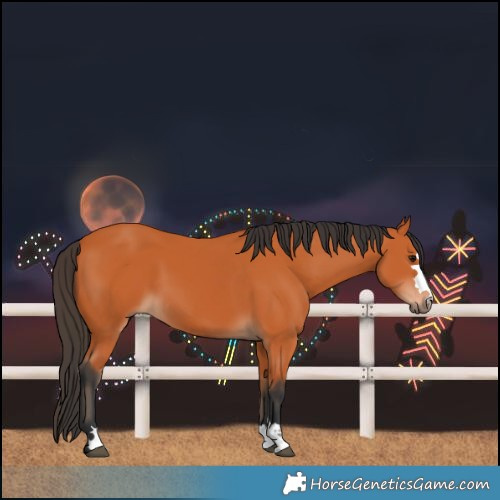 Horse Color:Bay 