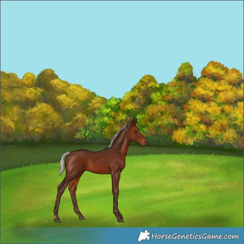 Horse Color:Silver Bay 