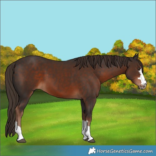 Horse Color:Liver Chestnut