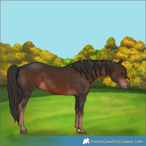 Horse Color:Liver Chestnut 