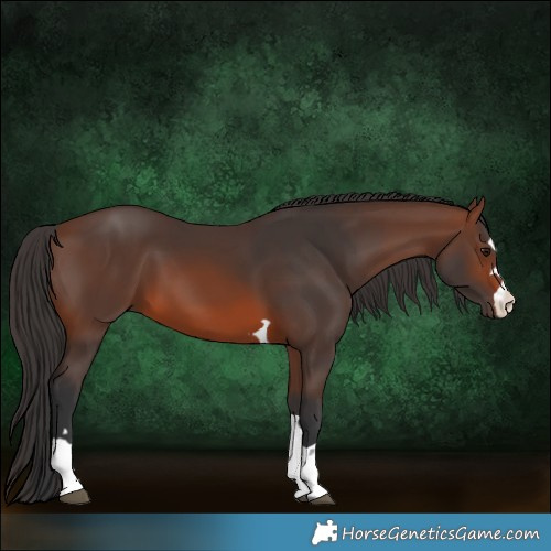 Horse Color:Brown 