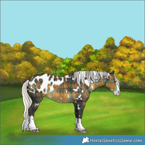Horse Color:Plaid White Spotted Silver Buckskin Splash Skewed Appaloosa