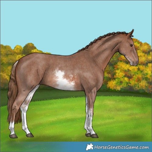 Horse Color:White Spotted Chestnut Sabino