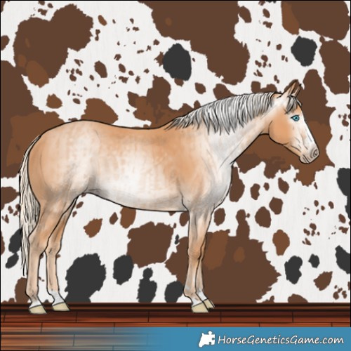 Horse Color:Gray Cremello Splash and Gray Cremello Splash