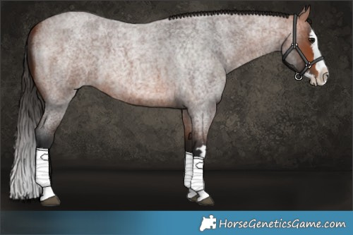 Horse Color:Bay Roan Splash