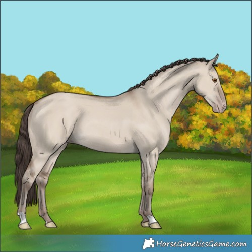 Horse Color:Classic Champagne Dun 