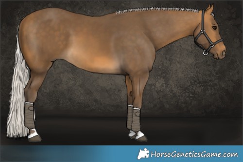 Horse Color:Silver Buckskin 