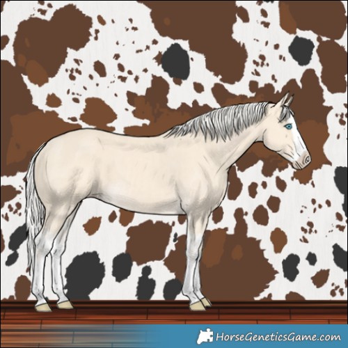 Horse Color:Cremello Splash and Cremello Splash
