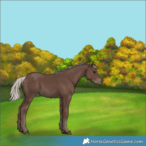 Horse Color:Silver Black