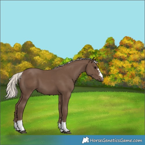 Horse Color:Silver Black