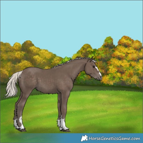 Horse Color:Silver Black 