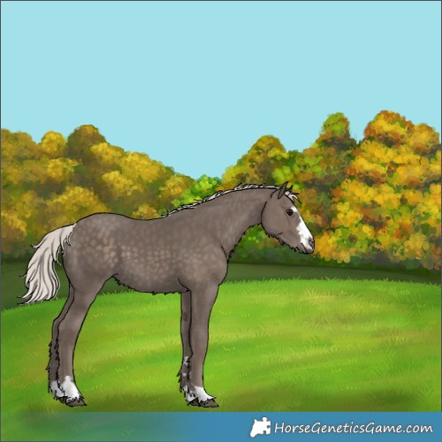 Horse Color:Silver Black