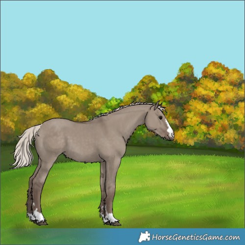 Horse Color:Silver Grullo