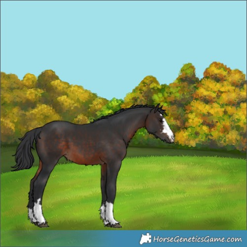 Horse Color:Brown 