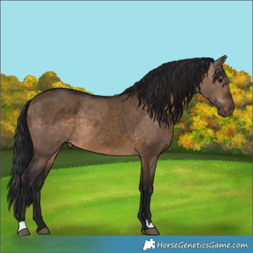 Horse Color:Brown Dun and Gray Brown Dun