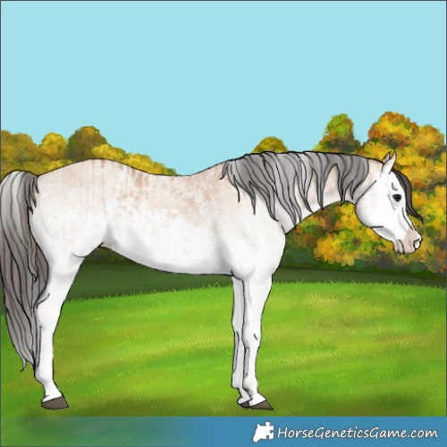 Horse Color:White Spotted Bay Dun Splash  and White Spotted Bay Dun Splash 