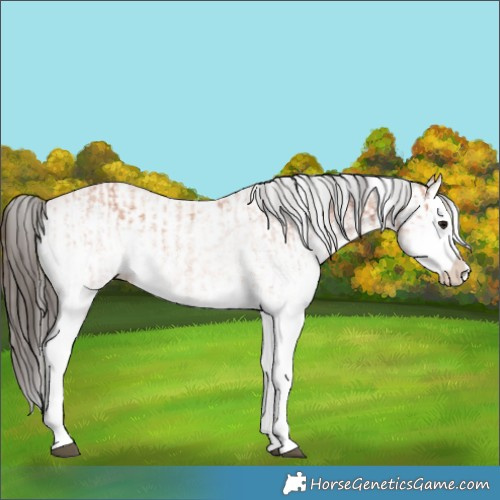 Horse Color:White Spotted Bay Splash and White Spotted Bay Splash